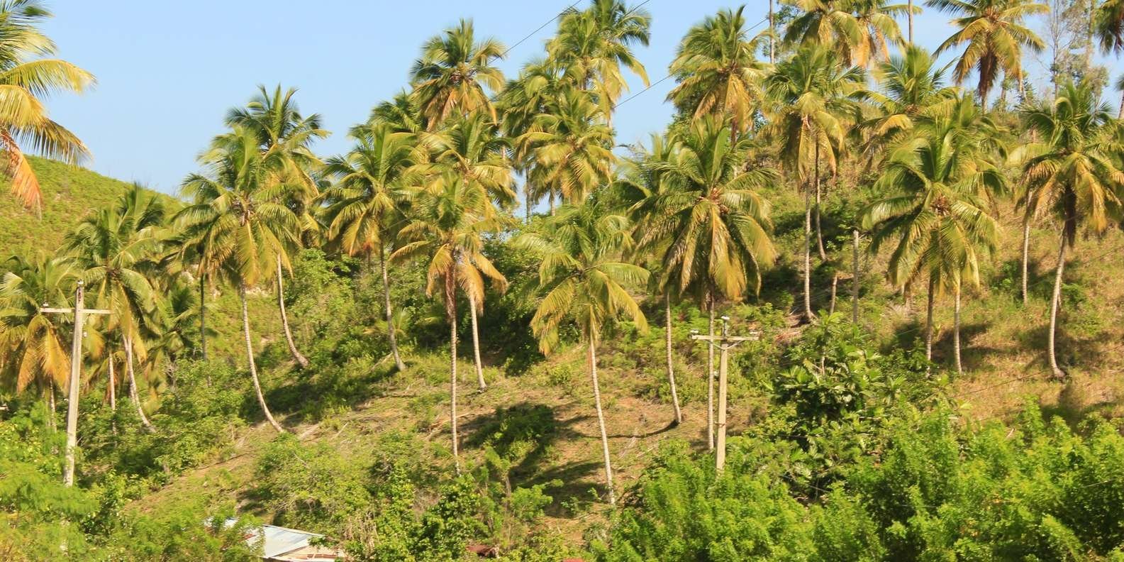 Las Terrenas : Excursion privée en VTT sur la piste du café à Samana