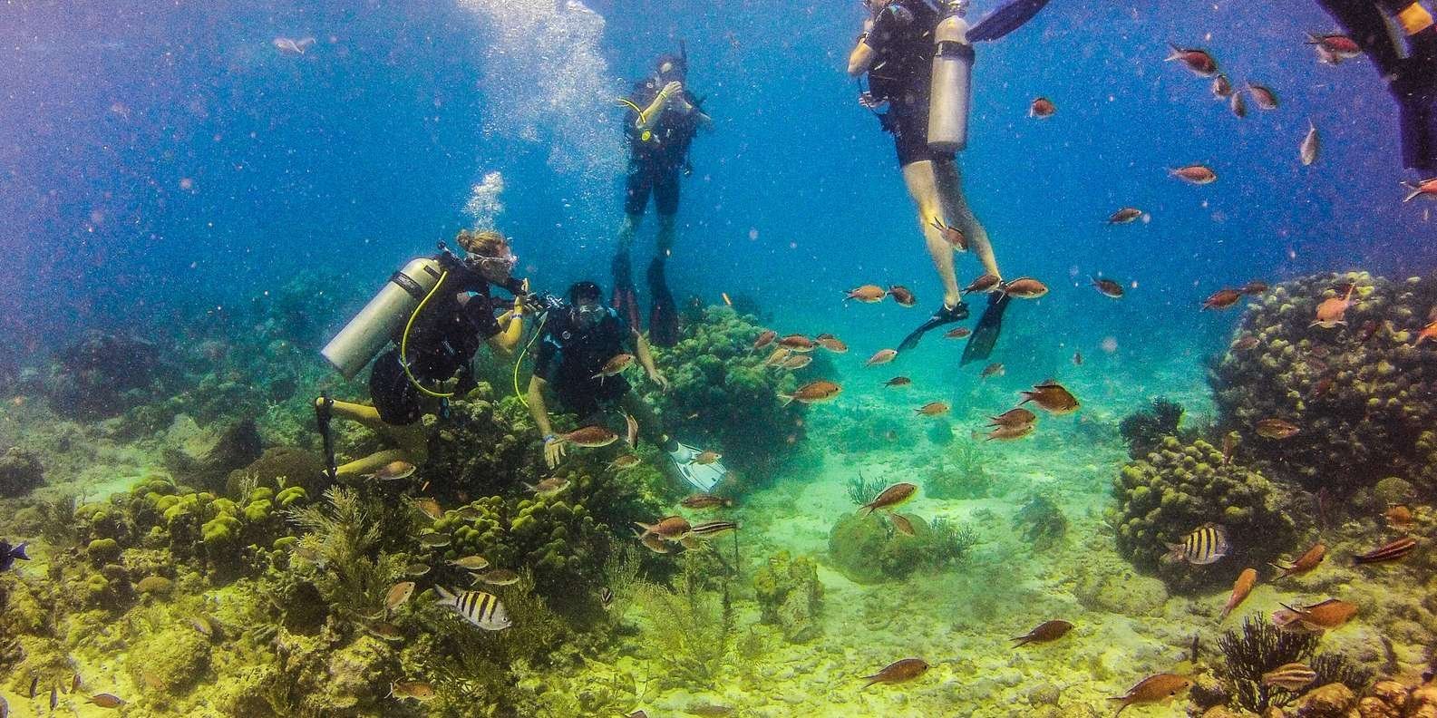 La Romana: Scuba Diving in Catalina Island - Image 13