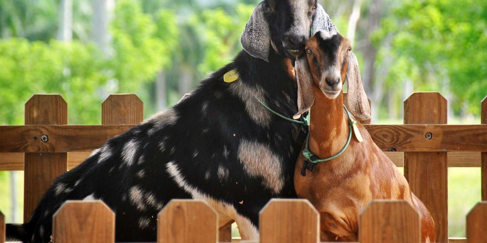 Punta Cana: Xploration Animal Park Bus Tour with Encounters - Obrázek 2