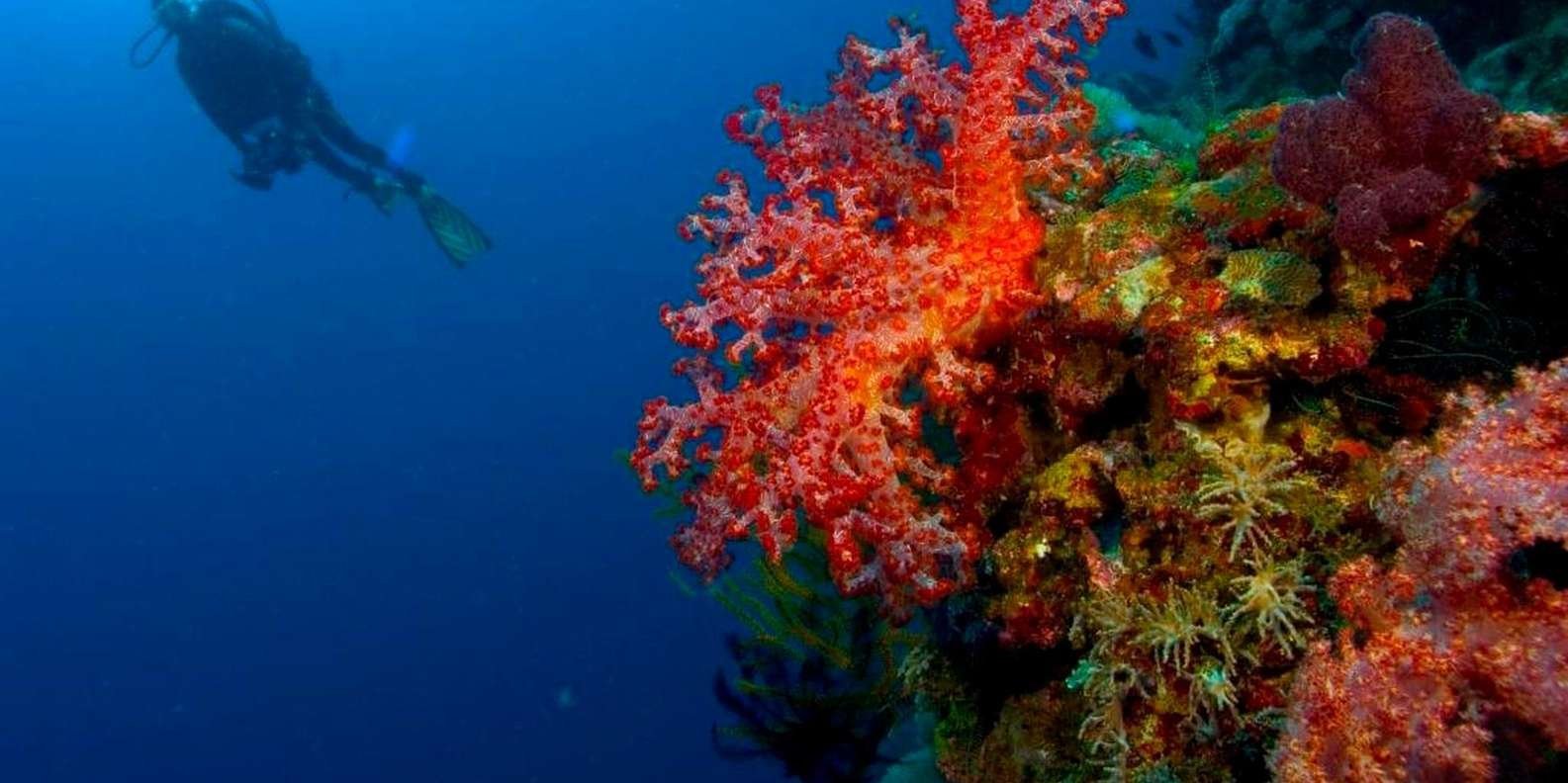 Punta Cana 40ft Recreational Diving Adventure - Immagine 3