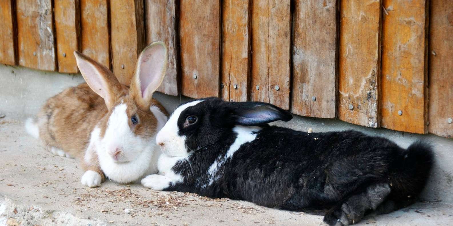 Punta Cana: Xploration Animal Park Bus Tour with Encounters - Obrázek 7