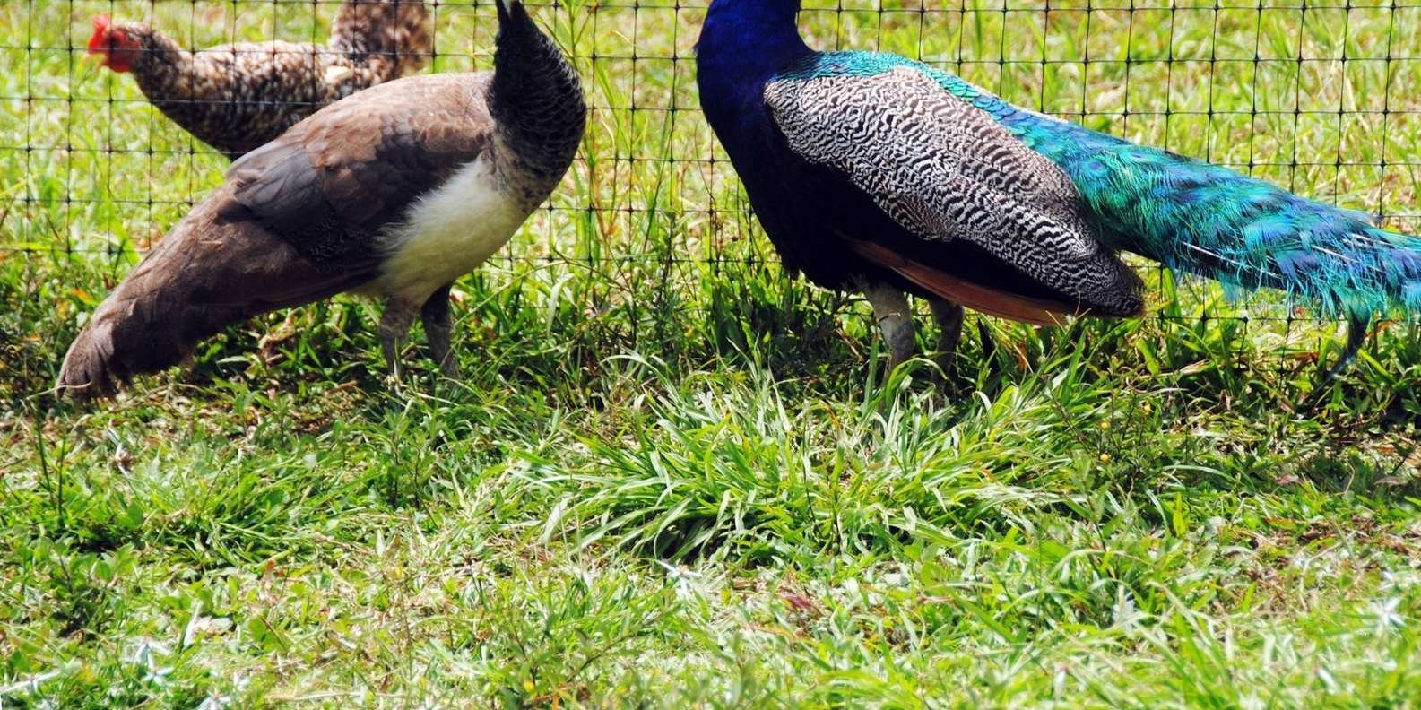 Punta Cana: Xploration Animal Park Bus Tour with Encounters - Obrázek 8