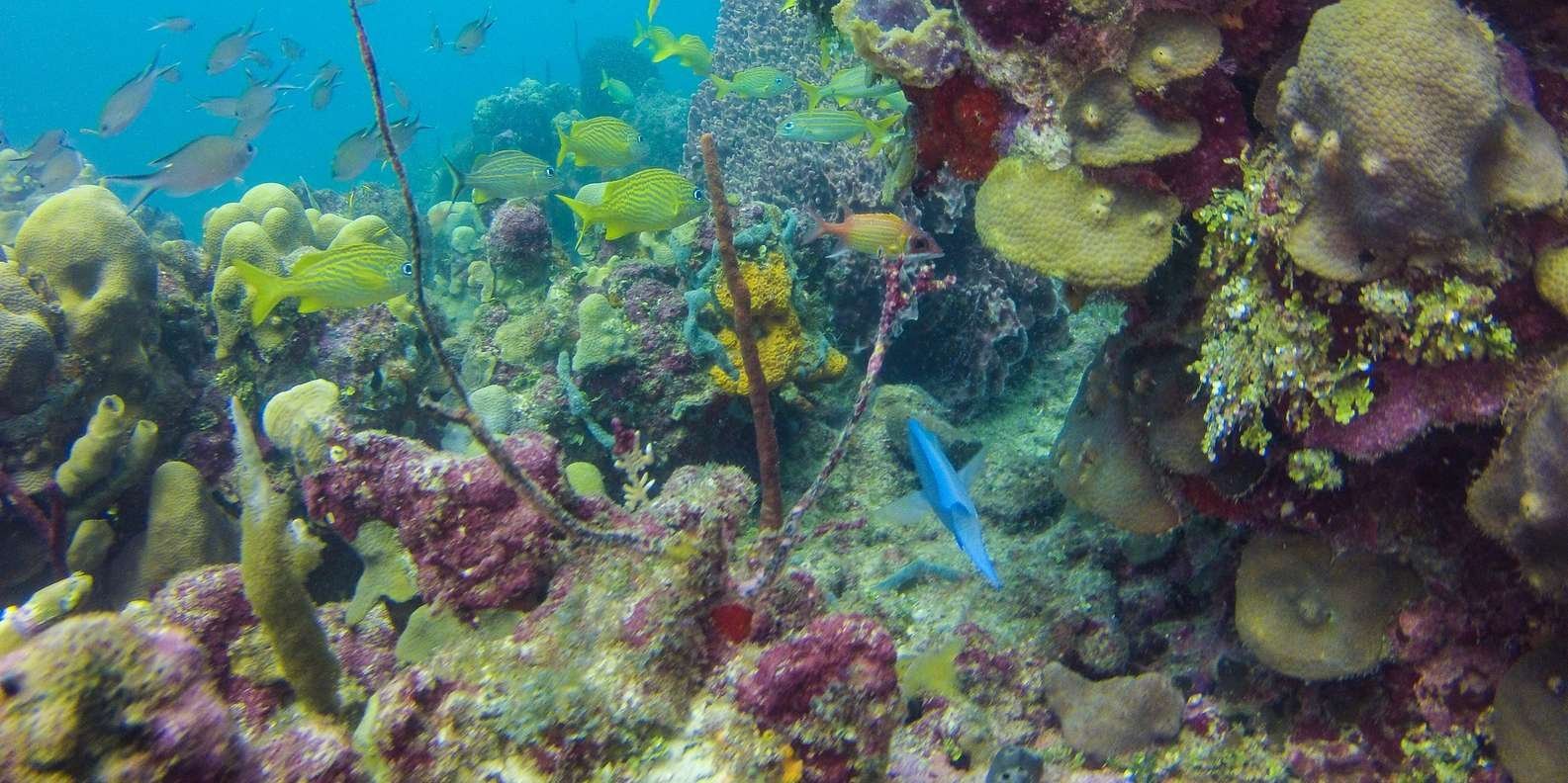 La Romana: Scuba Diving in Catalina Island - Image 10